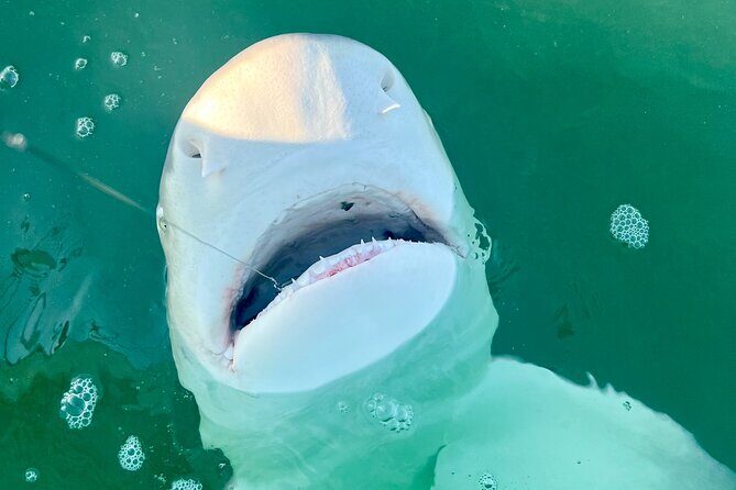 Backcountry Half Day Fishing Key West - Authentic Experience and Final Thoughts