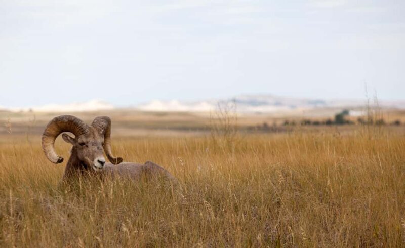 Badlands National Park: Premiere Day Tour - An Inside Look at the Itinerary and What You Can Expect