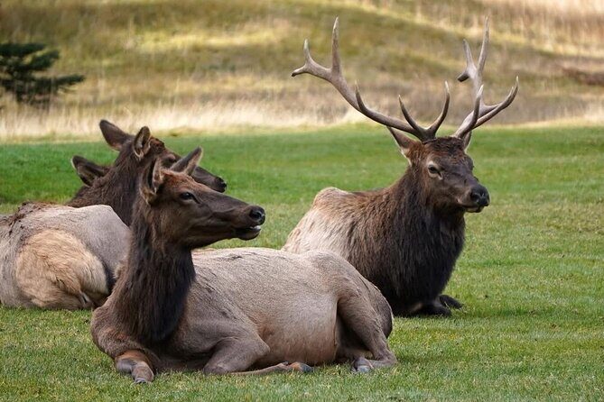 Baff and Yoho National Park Private Day Tours - The Sum Up
