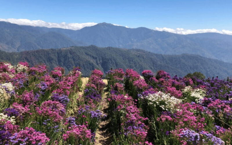 Baguio Atok Flower Blossoms (Private Tour) - Who Would Enjoy This Tour?