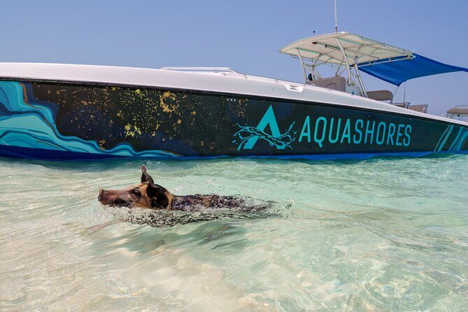 Bahamas Adventure: Pigs, Reef, Turtles, and Beach with Lunch - Who Should Consider This Tour?