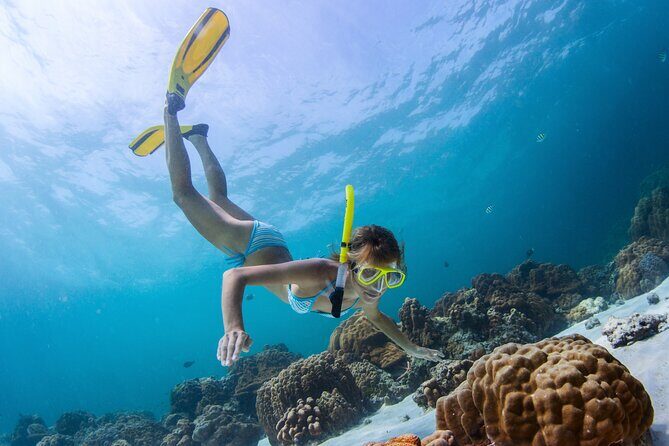 Bahamas Adventure: Pigs, Reef, Turtles, and Beach with Lunch - The Sum Up