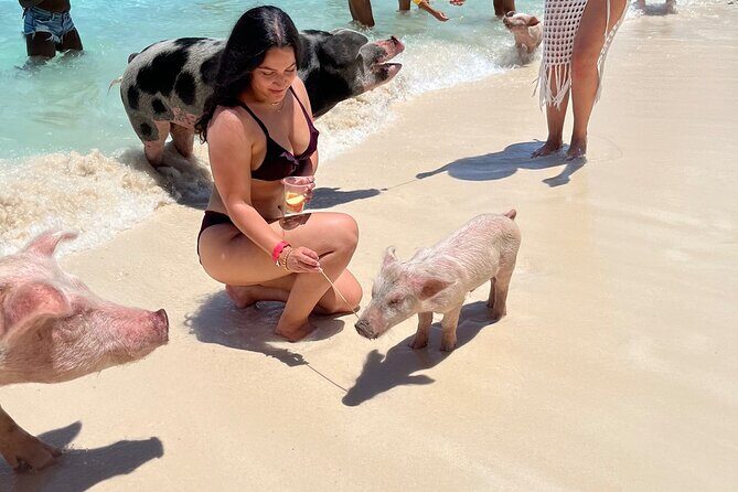 Bahamas Swimming Pigs Experience on Rose Island - Authenticity and Value