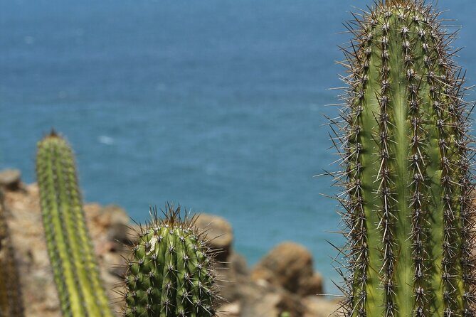 Baja Desert and Beach Electric Bike Adventure with Buffet - FAQ