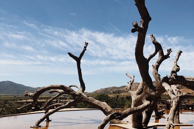 Baja Tour Guide wine tour - The Experience: What to Expect from the Baja Tour Guide Wine Tour