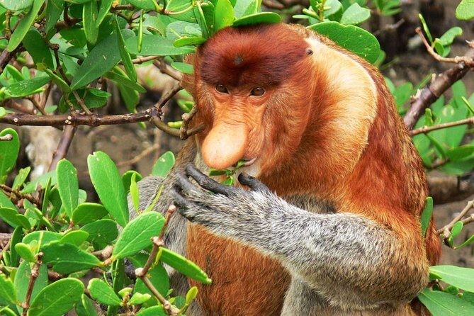 Bako National Park - The Coastal and Beach Experience