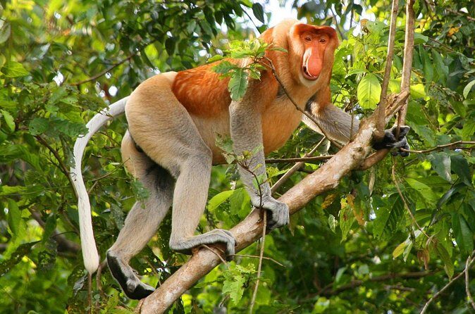 Bako National Park from Kuching City - Final Thoughts