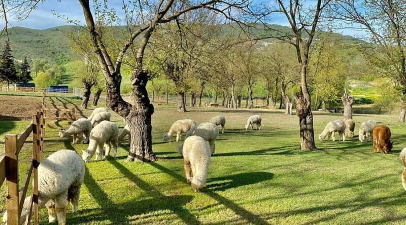 Baku: F1-Schedule Alpaca Tour - Key Points