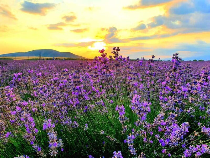 Baku-Gabala-Shamakhi-Tufandag -Nohur lake - Lavender fields - Key Points