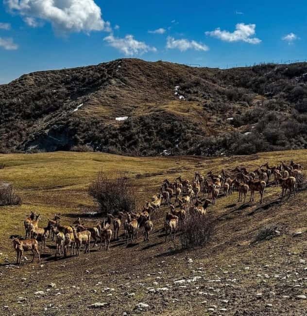 Baku: Shamakhi Safari Tour with Local Lunch - What the Reviews Say