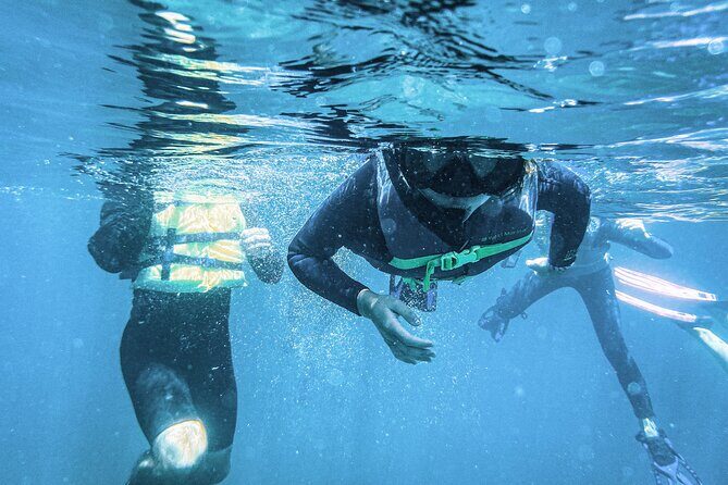 Balandra Bay Snorkeling Adventure - San Rafaelito Island: Sea Lions and Marine Life