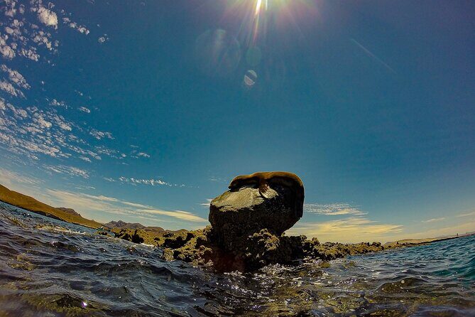 Balandra Beach Escape with Snorkeling and Wildlife Watching - Value and Practicalities: Is This Tour Worth It?