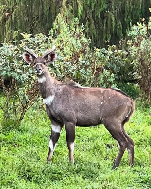Bale Mountains: 3-Day Guided Trek with Wildlife and Camping - An In-Depth Look at the Bale Mountains Trek Experience