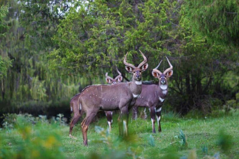 Bale Mountains Adventure: Explore Ethiopia's Wild Frontier - An Authentic Look at the Bale Mountains Adventure