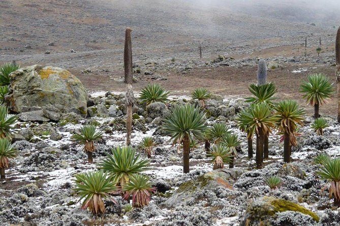 Bale Mountains National Park 5 Day Tour - An Overview of the Bale Mountains 5-Day Tour