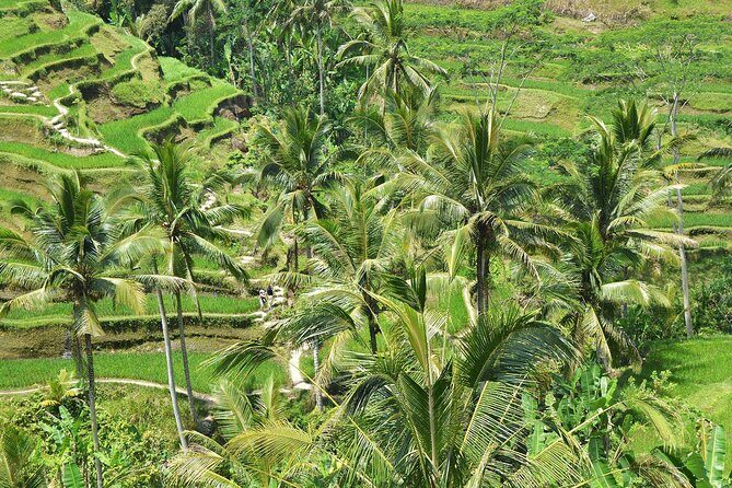Bali Airport Arrival Transfer and Private Car Charter Combo - Why This Service Is Worth Considering
