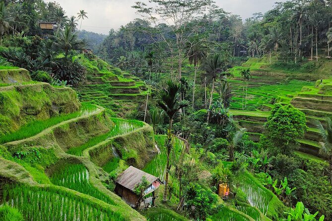 Bali Airport Pickup Transfer to Ubud Area (Private) - A Smooth Welcome: Meet Your Driver at Ngurah Rai Airport
