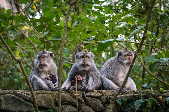 Bali All-Inclusive: Ubud Tour with Entrance Ticket and Lunch Included - A Deep Dive into the Tour Experience