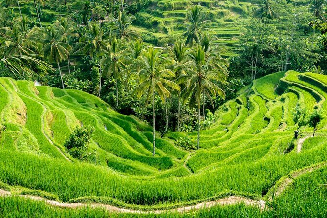 Bali All-Inclusive: Ubud Tour with Entrance Ticket and Lunch Included - Who Should Consider This Tour?