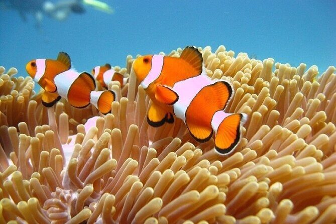 Bali ATV Quad Bike Adventure and Snorkeling Tour - The Practical Details