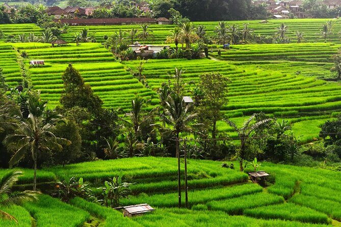 Bali: Bedugul Lake Temple, Banyumala Waterfall, UNESCO Rice Field - Value and Practicalities
