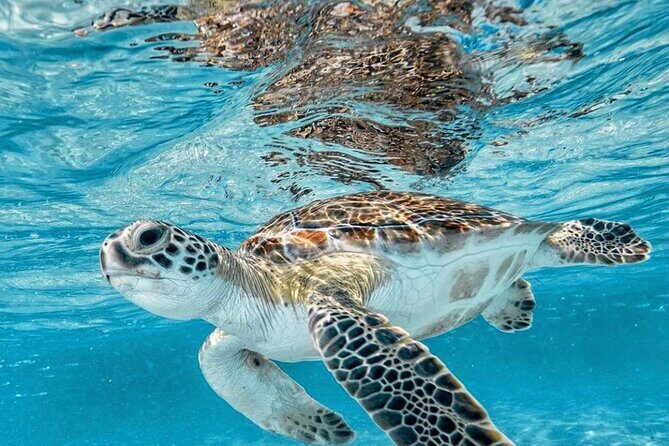 Bali Blue Lagoon Snorkeling with optional Tours and Activity - Who Should Consider This Tour?