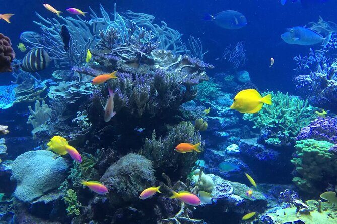Bali Blue Lagoon Snorkeling with Private Transfer and Lunch - An In-Depth Look at the Bali Blue Lagoon Snorkeling Tour