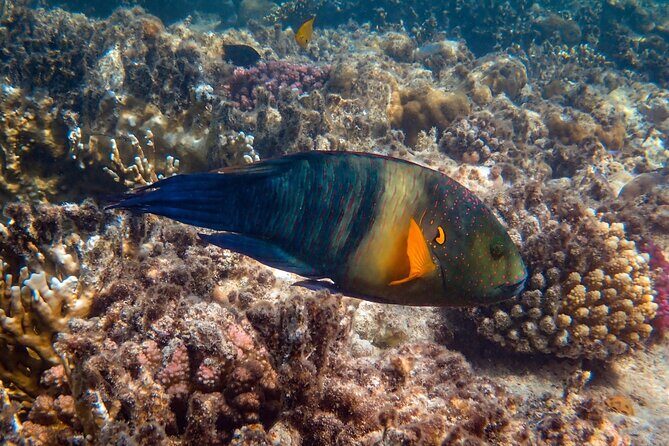 Bali Blue Lagoon Snorkeling with Private Transfer and Lunch - Who Should Consider This Tour?