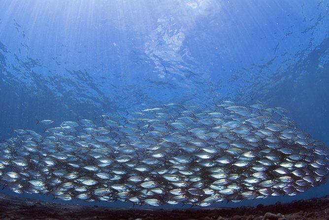 Bali Diving Day Trip-Manta Point/Tulamben Shipwreck-Fun Dive - Authentic Experiences and Practical Tips