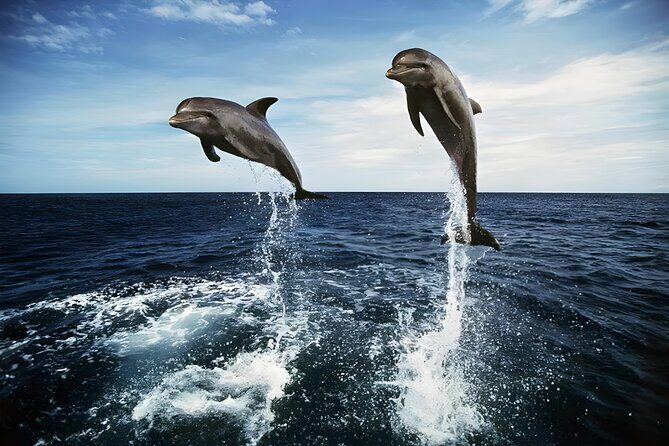 Bali Dolphin Watching Sunrise Tour in Lovina Beach - In-Depth Look at the Itinerary