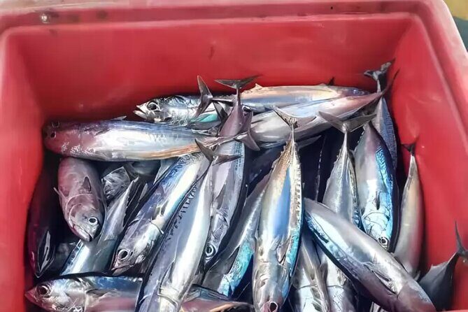 Bali Fishing Charter Private Boat - In-Depth Look at the Experience