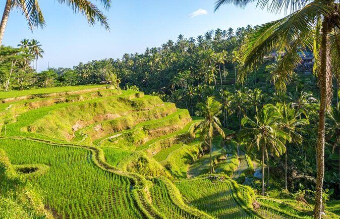 Bali Hindu temple, Rice terrace, Waterfall -All Inclusive - Key Points