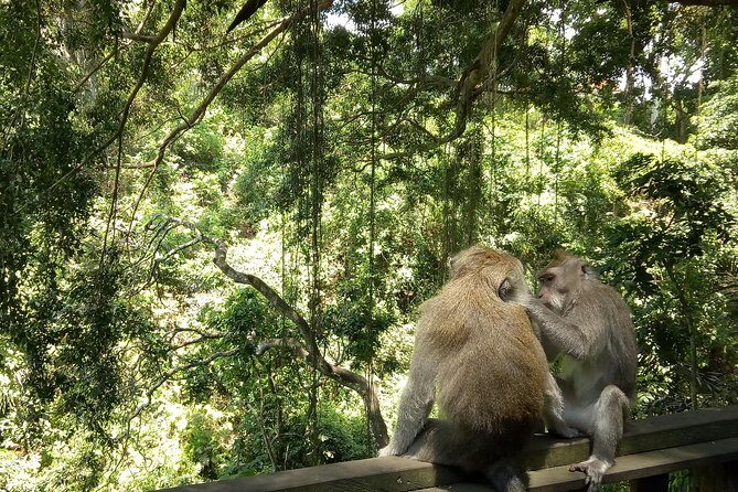 Bali Holy Bathing Ritual and Ubud Highlights tour - An In-Depth Look at the Itinerary