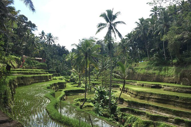 Bali Individual Route With Private English Speaking Driver - Who Will Love This Tour?