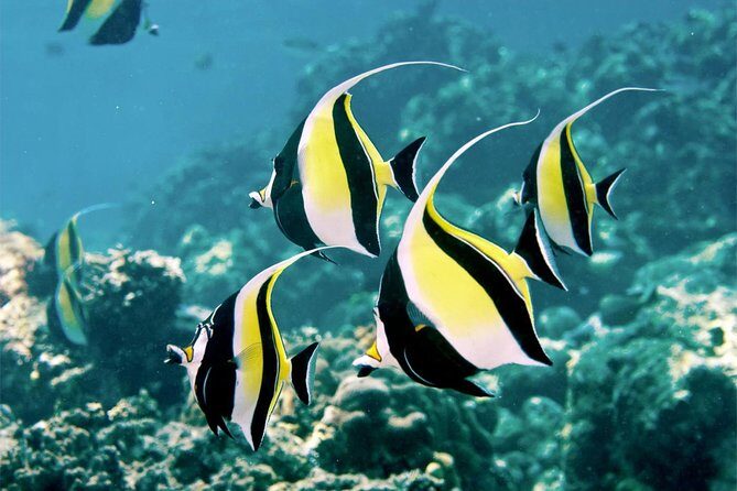 Bali Menjangan Island Snorkeling Day Tour - What to Expect on the Bali Menjangan Island Snorkeling Tour