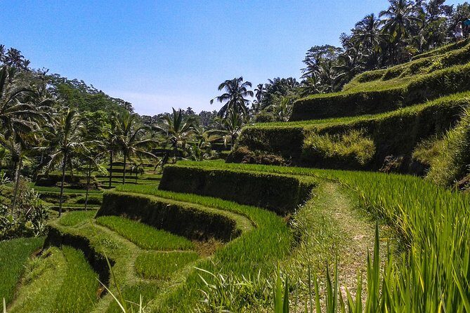 Bali Private Car Charter With English Speaking Driver - An In-Depth Look at the Bali Private Car Charter Experience
