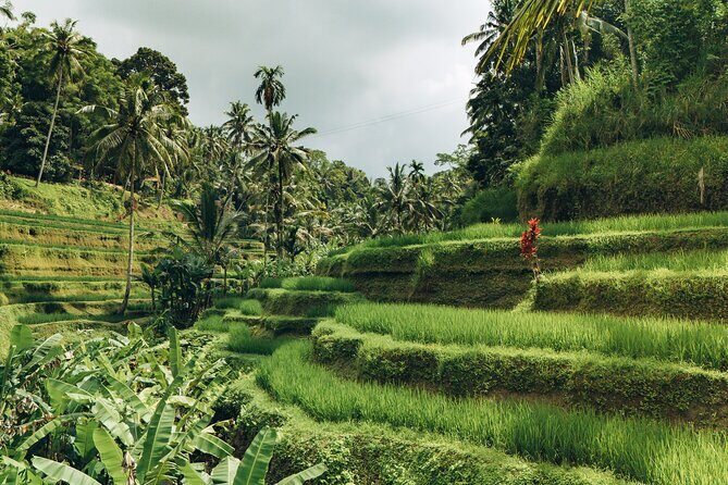 Bali Private Car Full Day Customized Tour With Drone Service - Who Will Love This Tour?