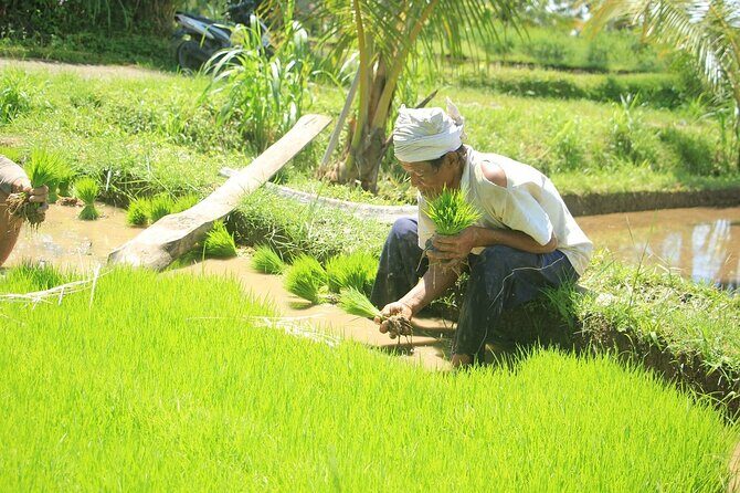Bali Quad and Buggy Explorer Tour - The Sum Up