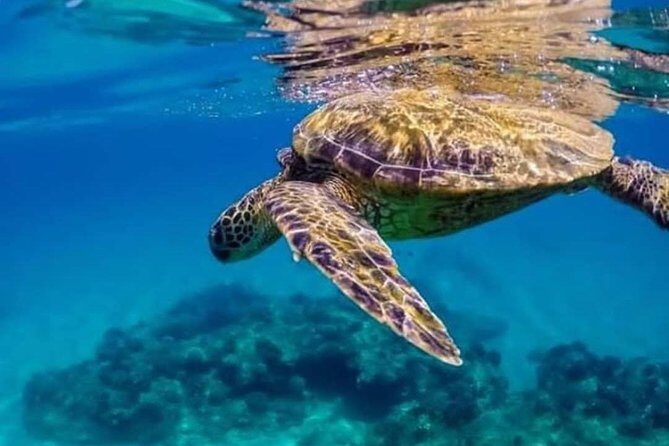Bali Snorkeling at Blue Lagoon include private transport - Authentic Marine Encounters
