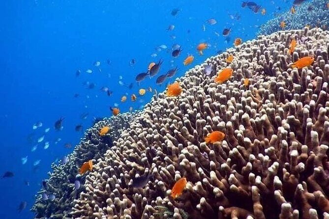 Bali Snorkeling at Blue Lagoon include private transport - Who Will Love This Tour?