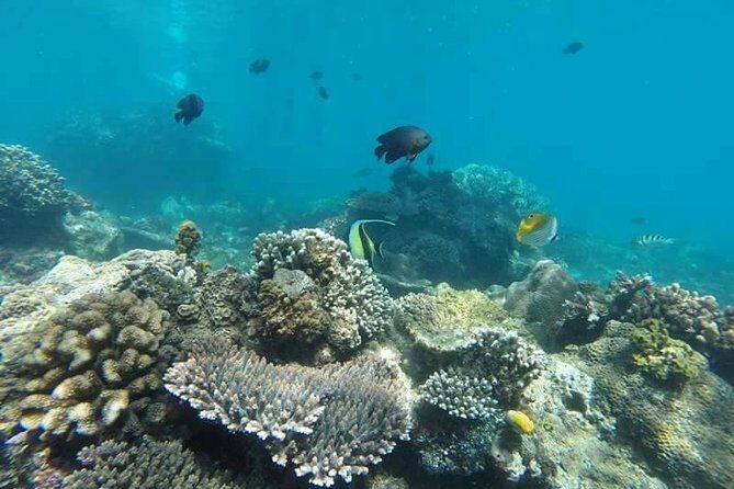 Bali Snorkeling at Blue Lagoon include private transport - The Sum Up
