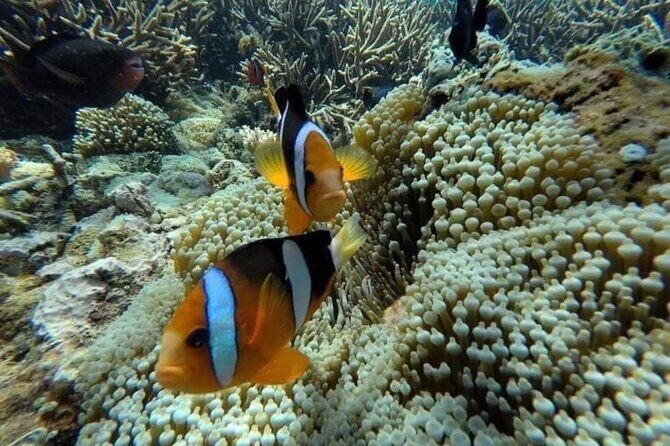 Bali Snorkeling Blue Lagoon 2 spot with Lunch & Transport - The Sum Up: Who Is This Tour For?