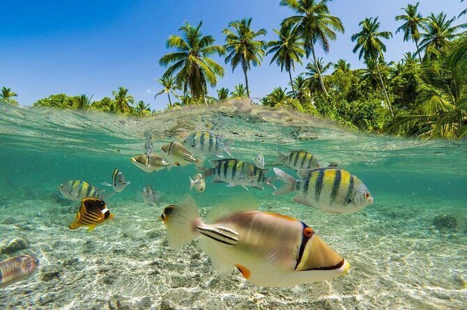 Bali Snorkeling Blue Lagoon 2 spot with Lunch & Transport - FAQ