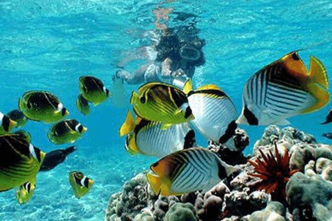 Bali Snorkeling Blue Lagoon and Tanjung Jepun All Included - Possible Drawbacks to Consider