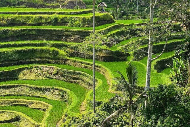 Bali Swing, Monkey Forest and Waterfall Tour - FAQs