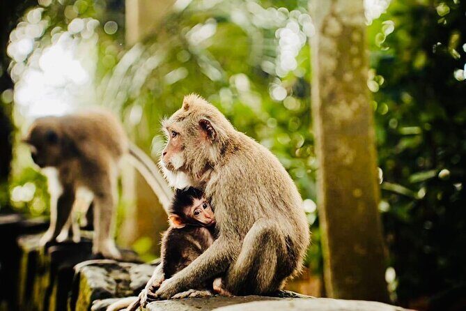 Bali Top Attractions Tour  All-Inclusive Private Experience - Frequently Asked Questions