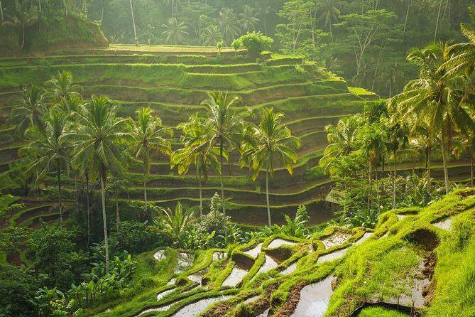 Bali Tribal Private Tour - Experience the best of Ubud, Bali - An In-Depth Look at the Itinerary