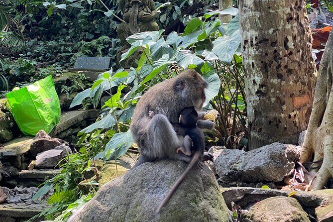 Bali : Ubud Private Tours - Exploring the Itinerary in Detail