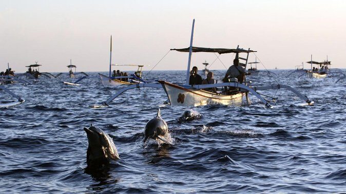 Bali Watching Dolphin at Lovina Beach - What Travelers Say