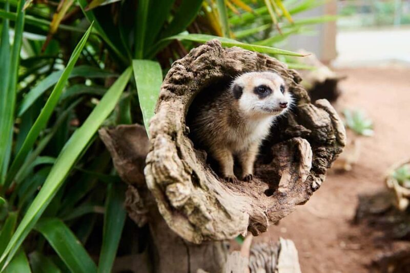 Ballarat: Wildlife Park Entry Ticket - FAQs